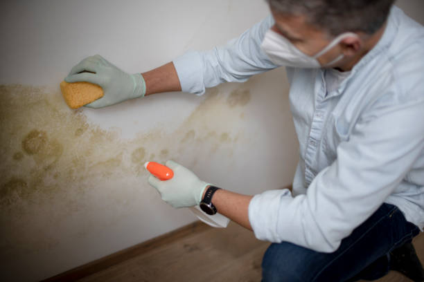 Best Mold Remediation Experts  in Laflin, PA