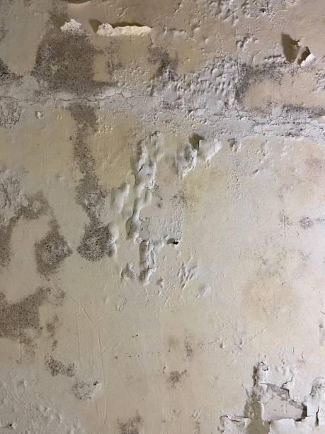 Best Black Mold Removal  in Laflin, PA
