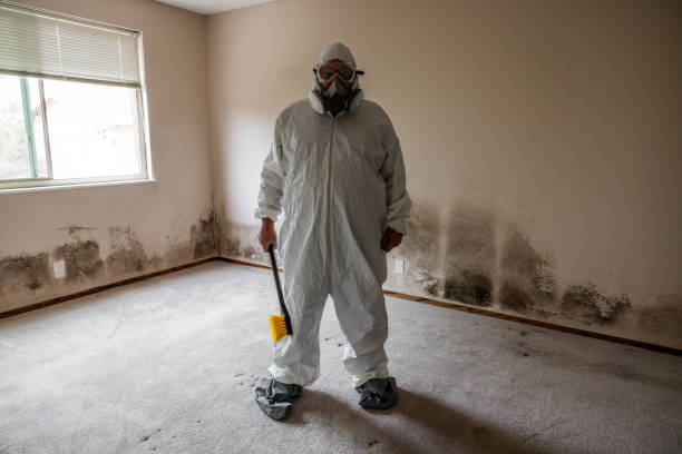 Best Black Mold Removal  in Laflin, PA